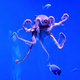 A sentient octopus.